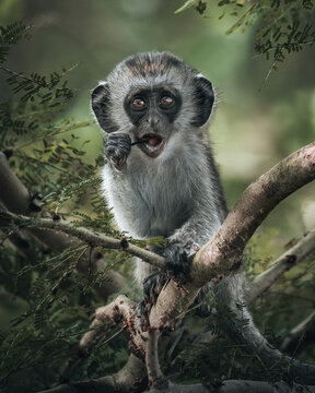 View of a cute and curious monkey sitting on a tree branch surrounded by green foliage, Manyara, Arusha, Tanzania.