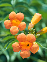 Orange trumpet creeper in the green garden
