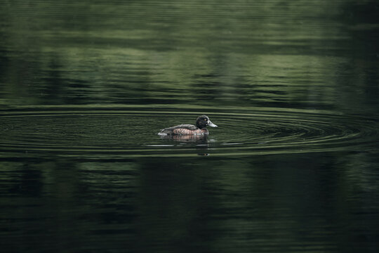 View of a serene pond with a graceful duck swimming and gentle ripples, Pontresina, Graubunden, Switzerland.