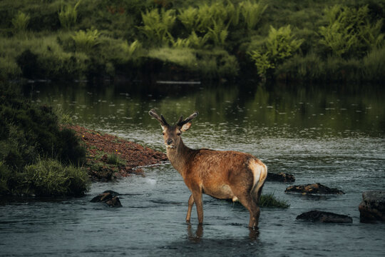 View of serene deer by a tranquil river in a lush forest, Ballachulish, Scotland, UK. - Powered by Adobe