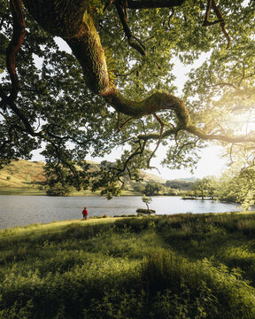 View of tranquil lake surrounded by picturesque trees and serene greenery, Rydal, England, UK.
