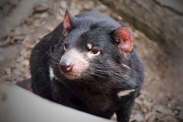 Tasmanian devil