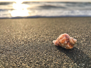 Seashell on the sand on the seashore or ocean against the background of water and sunset or sunrise.