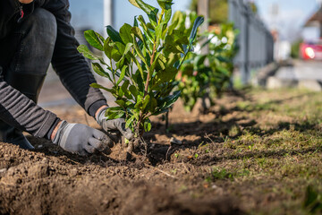 Close up view of man's hands plants new bushes. A man plants laurel hedge. Gardening work in spring. Laurel tree close up. 