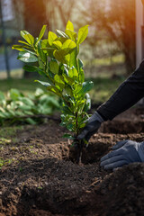Close up view of man's hands plants new bushes. A man plants laurel hedge. Gardening work in spring. Laurel tree close up. 