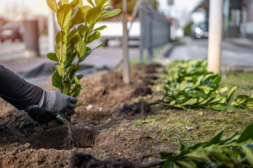 Close up view of man's hands plants new bushes. A man plants laurel hedge. Gardening work in spring. Laurel tree close up. 
