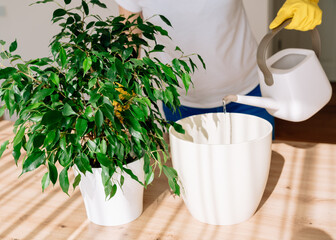 process of preparation and transplantation of ficus benjamina into a larger pot, the plant is at...