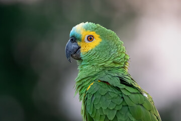 Turquoise-fronted Parrot