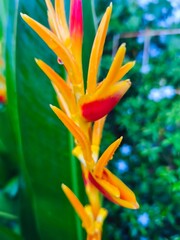 Obraz premium red and yellow flower