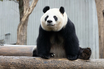 Close up Female Panda, Xi Dou, Wolong Panda Base, China