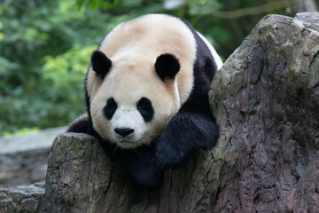 Fototapeta premium Female Panda Returned from South Korea, Fu Bao, Wolong Panda Base