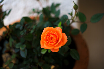 Dwarf Orange rose on pot