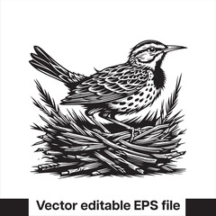  silhouette Western meadowlark Bird in the nest