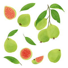 手描きのイラスト/グアバの実と枝葉