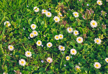 Green meadow with many small white flowers. Top view of Daisies blooming on field.