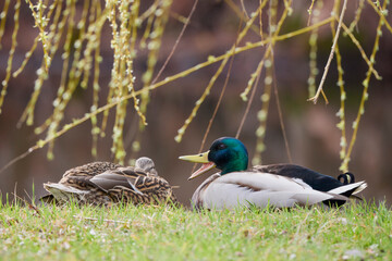 wild duck in natural environment on the shore of a lake