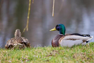 wild duck in natural environment on the shore of a lake