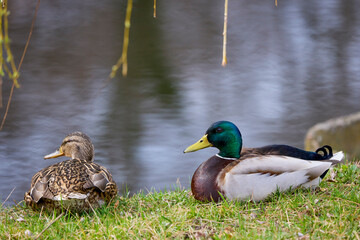 wild duck in natural environment on the shore of a lake