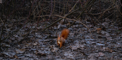 Squirrel 