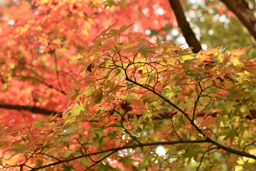 紅葉