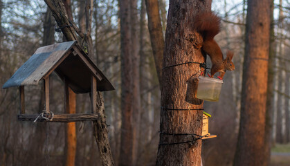 Squirrel 