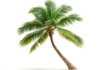 Obraz premium Coconut palm tree isolated on white background.