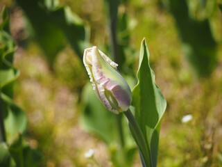 新潟県産チューリップ　恋心　つぼみ