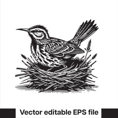  silhouette Western meadowlark Bird in the nest