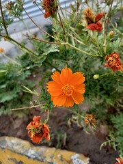orange flowers in the garden