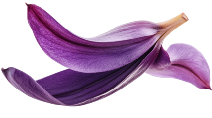 A single banana blossom with vibrant purple petals and soft golden highlights, isolated on a transparent background. The flowerâ€™s smooth texture and natural elegance stand out in the clear setting.