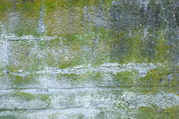 Texture of lichen and green moss on a concrete wall for the background.