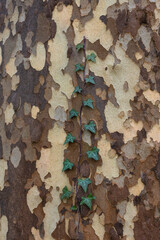 Texture of a plane tree trunk with ivy. Bark with dark brown and light brown stains in the background.
