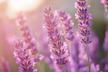 Obraz premium Sun-drenched lavender blooms radiate tranquility and perfume, portraying a gentle summer breeze in radiant light.