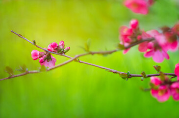 Bright red flowers on a branch of the Japanese quince on a blurry green background in the spring garden. Chaenomeles of variety Nicoline close-up