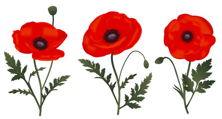 Obraz premium Set of 3 Realistic Vibrant Red Poppies
