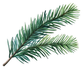 Naklejka premium PNG Pine leaf illustration watercolor realistic.