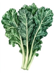 Watercolor painting of fresh green lacinato kale leaves