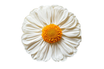 White flower with yellow center on clear background