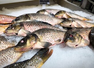 Fresh carp fish in the store. Raw fish on the ice. Fresh chilled carp at the fish market. River fish closeup.