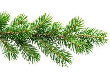 Evergreen branch with lush needles on transparent background