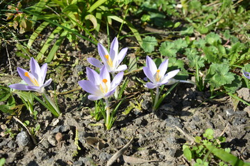 Bench of Crocus tommasinianus Lilac Beauty in spring, Woodland crocus with sunlight