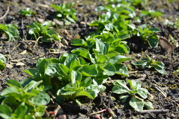 Lamb's Lettuce in spring with sunlight