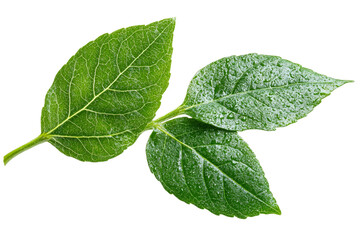 Obraz premium Green leaves with water droplets on a clear background