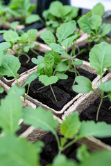 young plant seedling