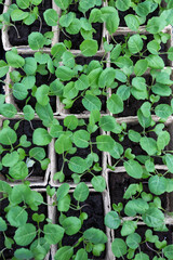 Seedlings in pots