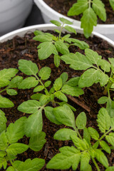 tomato seedlings in a greenhouse