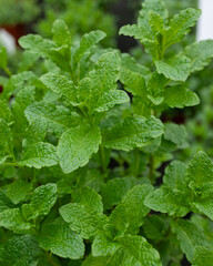 fresh mint leaves © Anja Broger