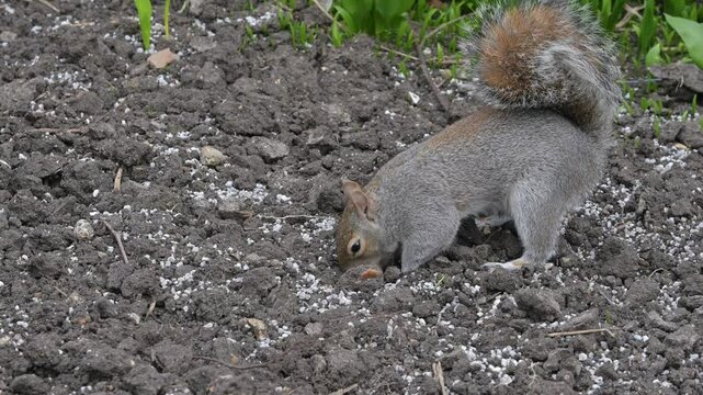 Grey Squirrel (Sciurus carolinensis) chanig its mind about burying a monkey nut, in a London Park. march, London, UK [Half speed]