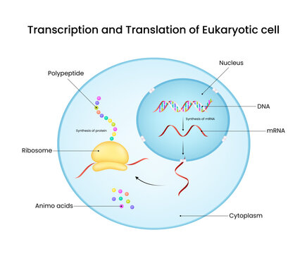 Transcription and Translation in Eukaryotic Cells Simplified Diagram