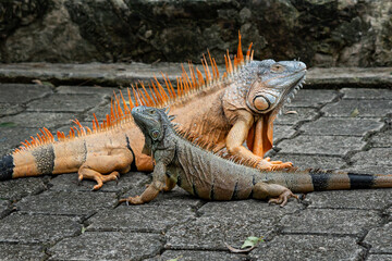 beeindruckender karibischer Leguan